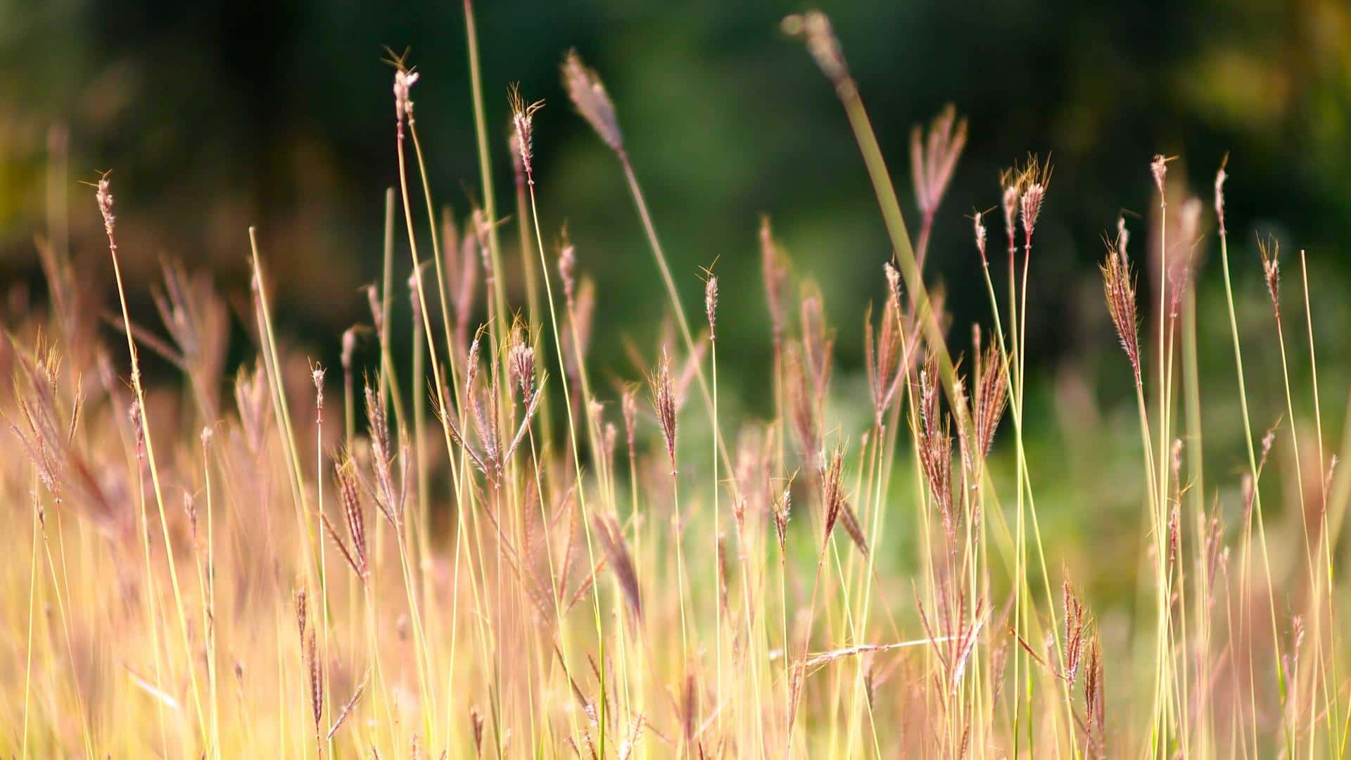 VILLA LINDA thumbnail 1