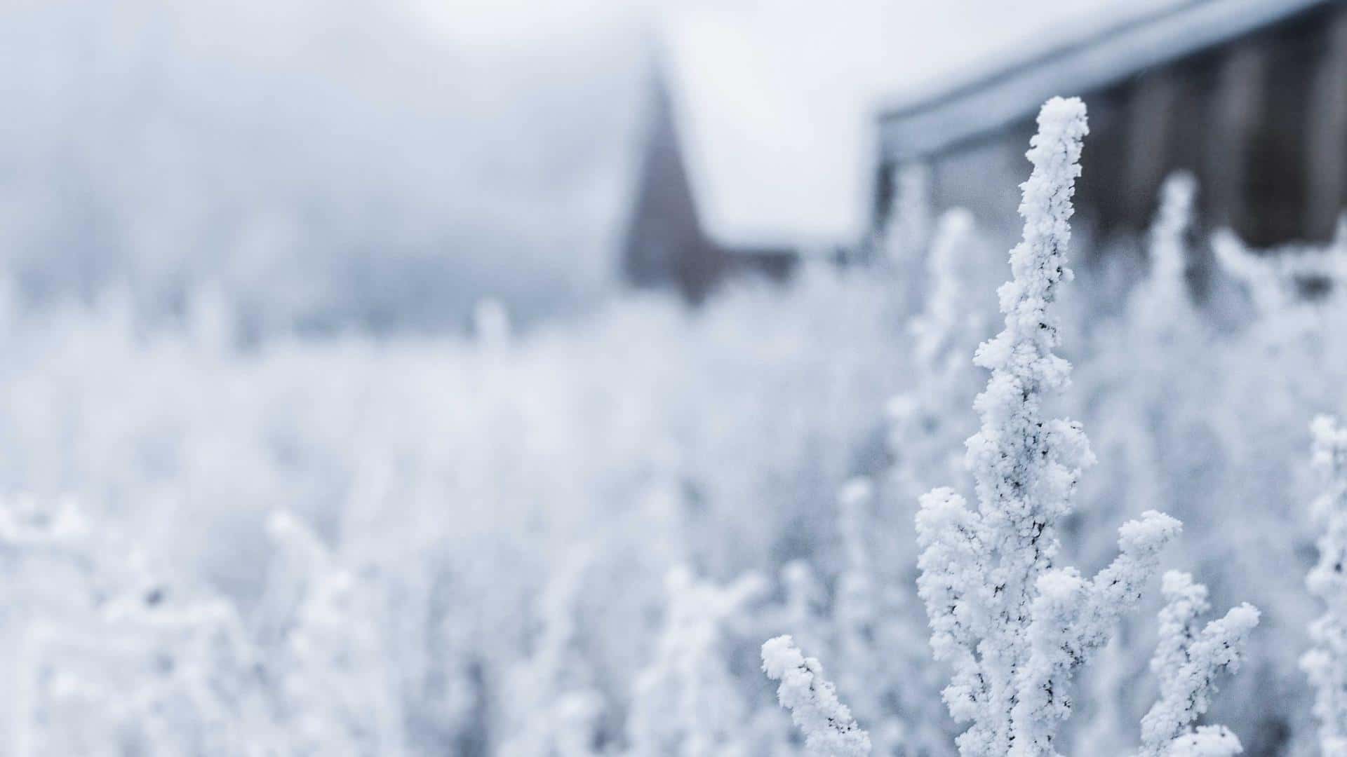 Ferrari Purosangue Rental in Miami thumbnail 3